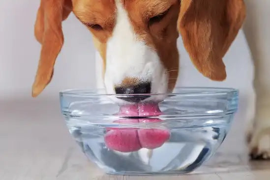 Water and Your Dog's Health